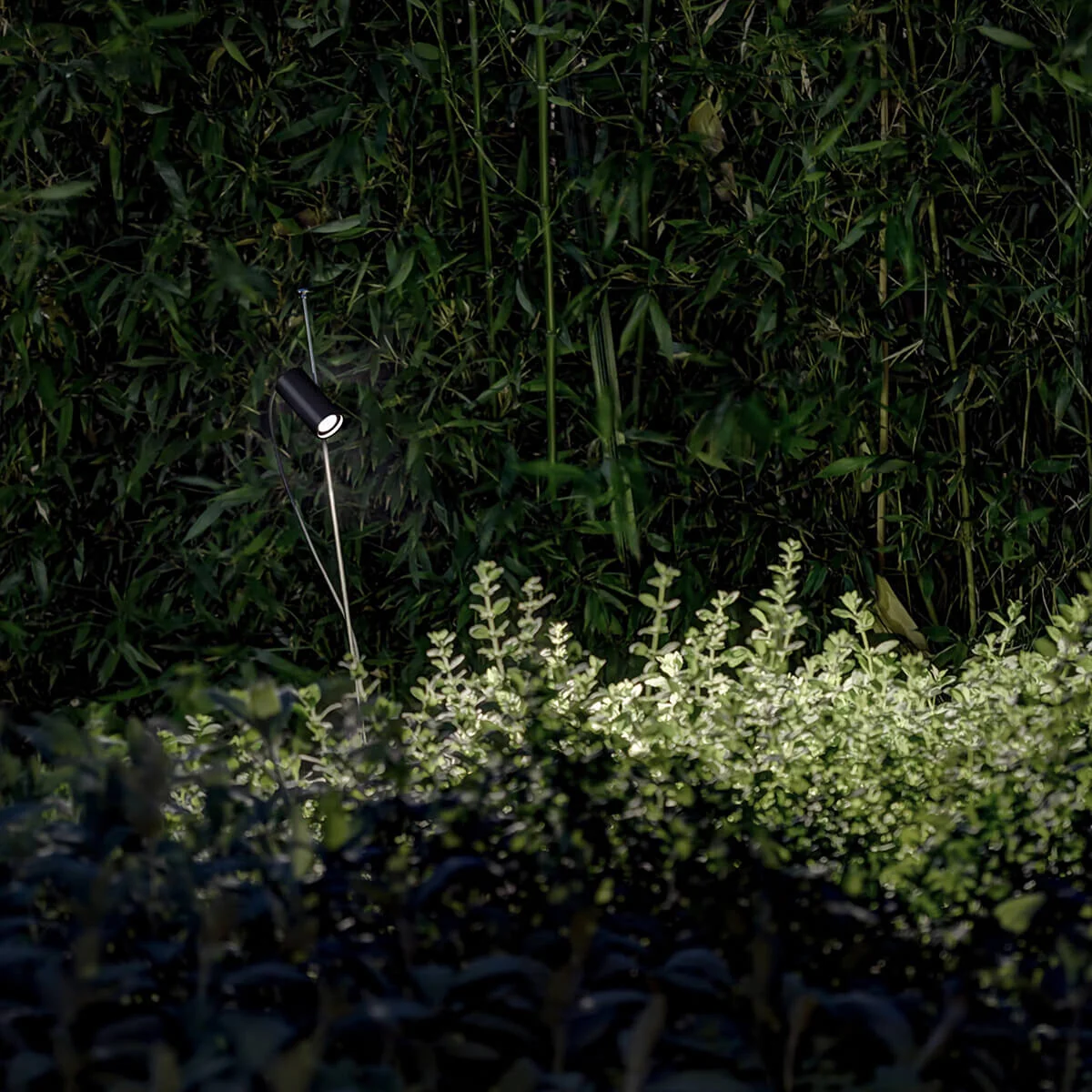 Grillo - Image 6